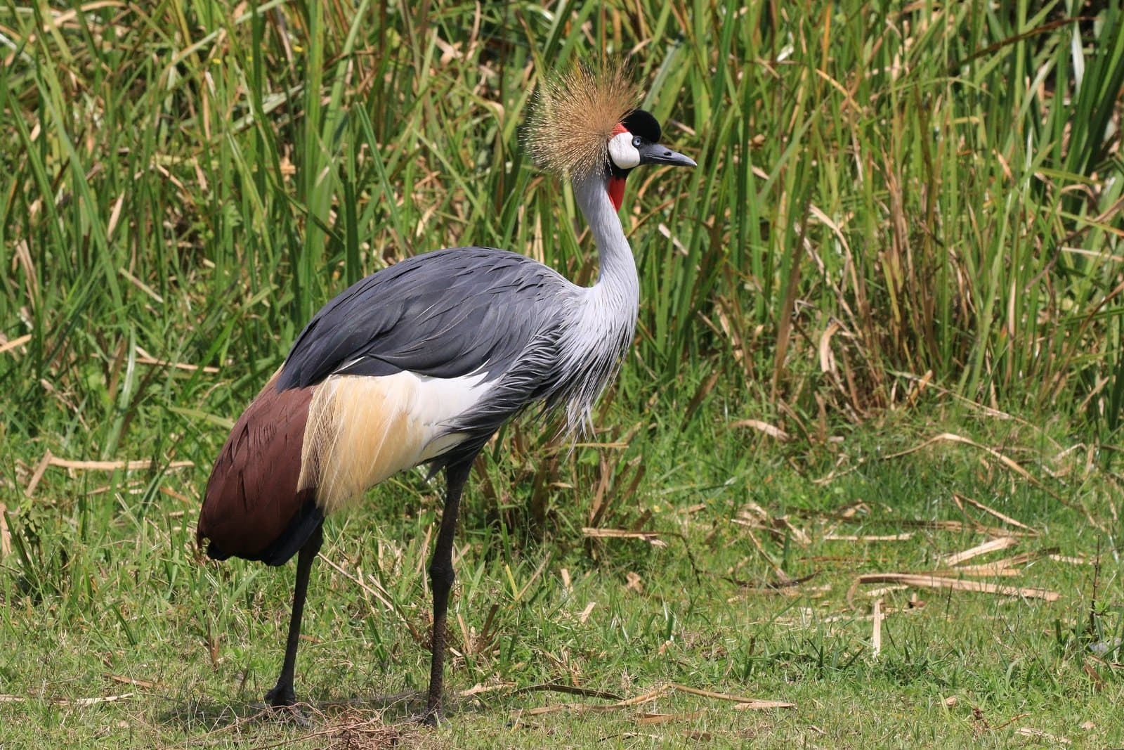 A grey crowned crane standing in grassland.