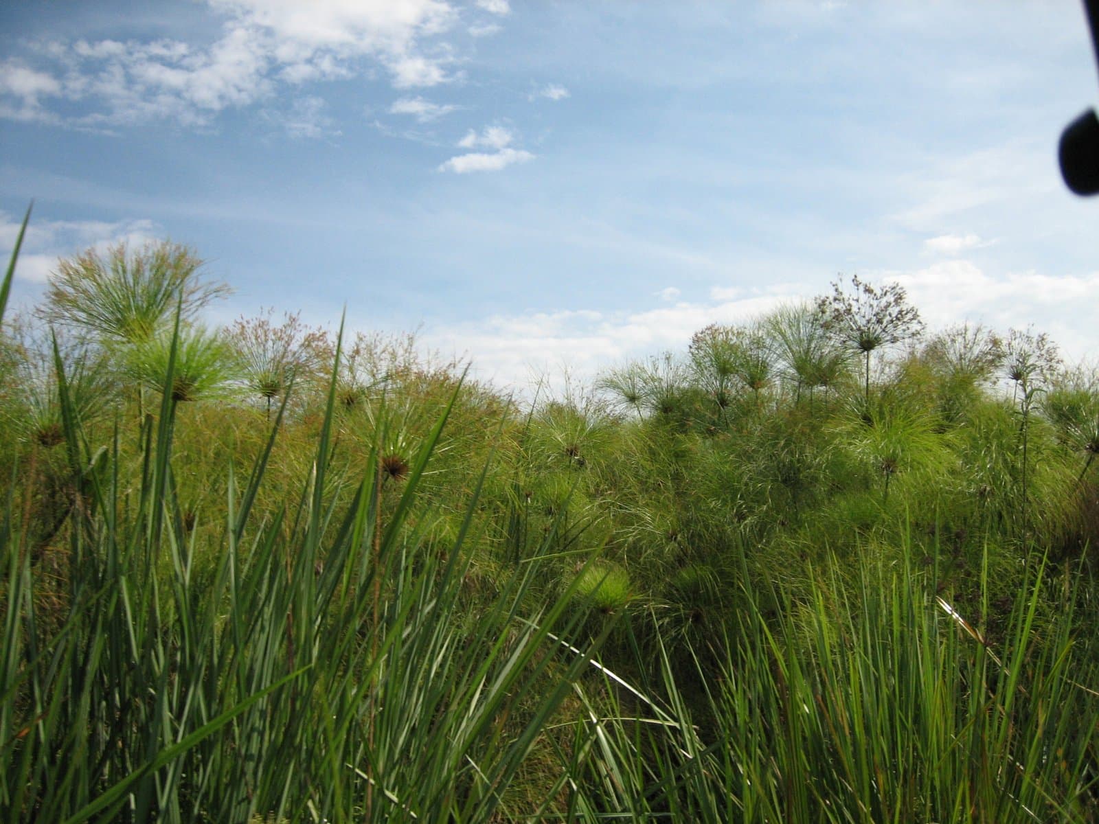 A papyrus wetland landscape in Uganda under a partly cloudy sky.