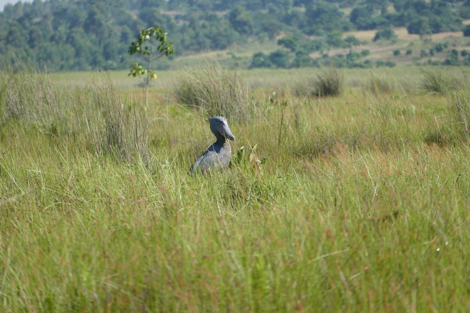 A shoebill stork standing in tall grass at Mabamba Wetland, Uganda.