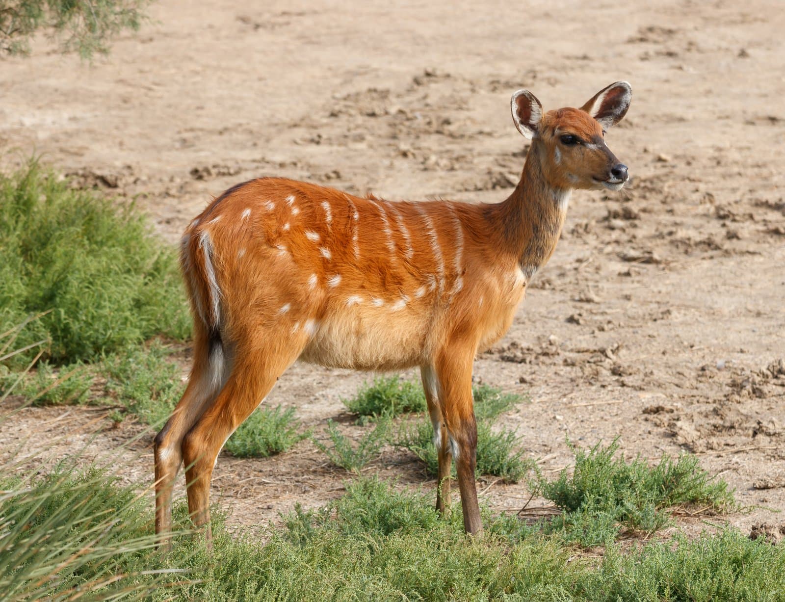 A sitatunga antelope standing on open ground.